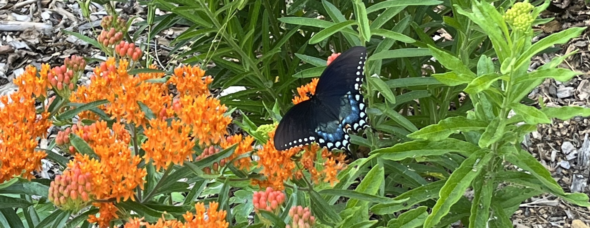 May 31st Bioblitz